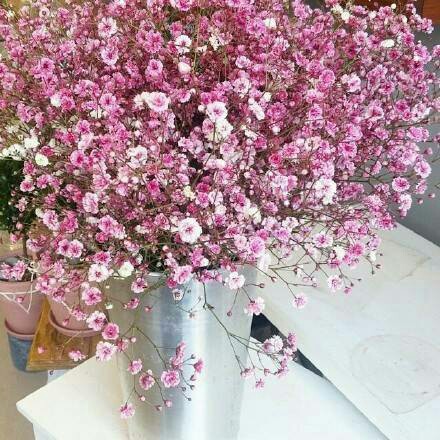 最高かつ最も包括的なbaby Breath 花语 すべての美しい花の画像 最高かつ最も包括的なbaby Breath 花语 すべての美しい花の画像