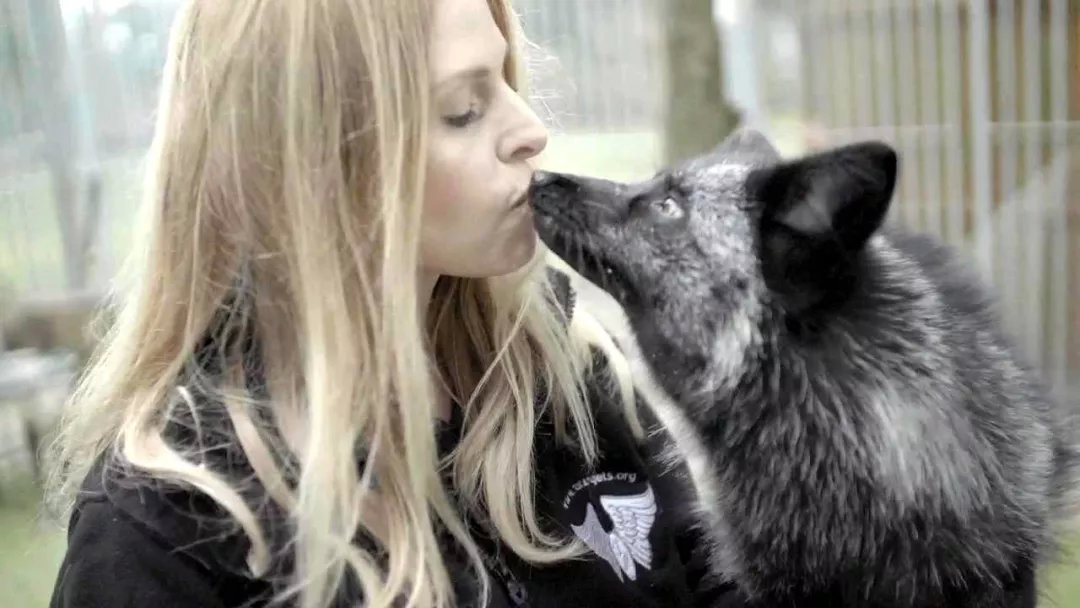 这时眼前的银狐更像是一只亲切的狗,而不是凶恶狡诈的狐狸.