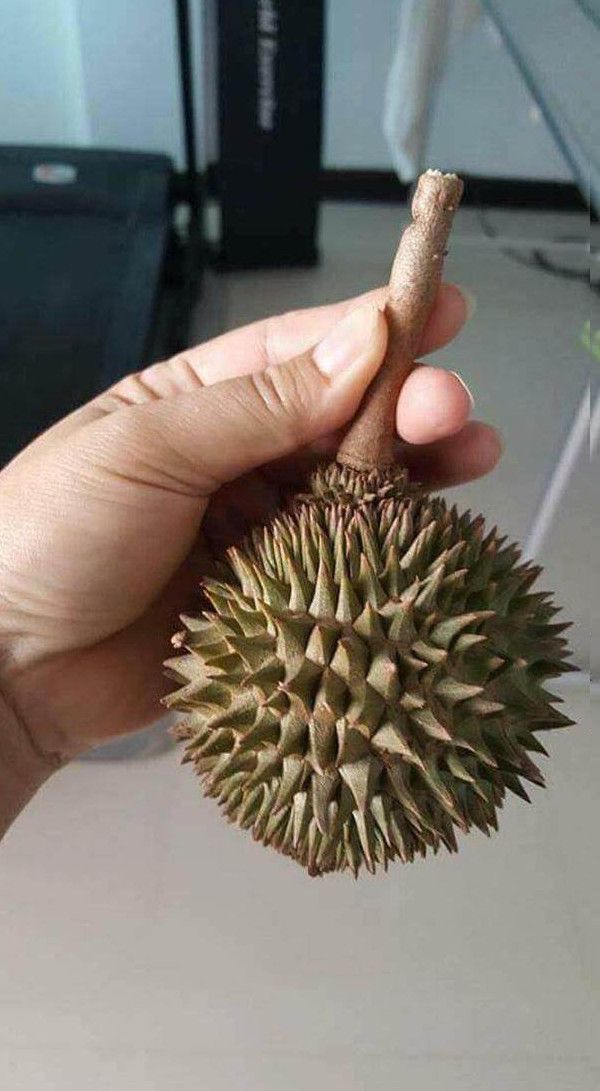 在超市买回只有一只手掌大小的榴莲,剥开一看