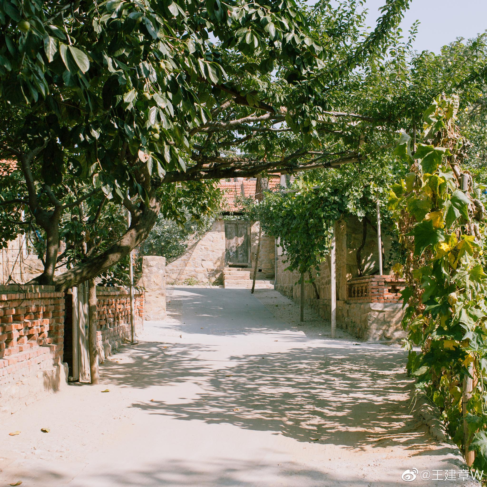 我们生活的地方门前树荫让你想搬个马扎坐下来