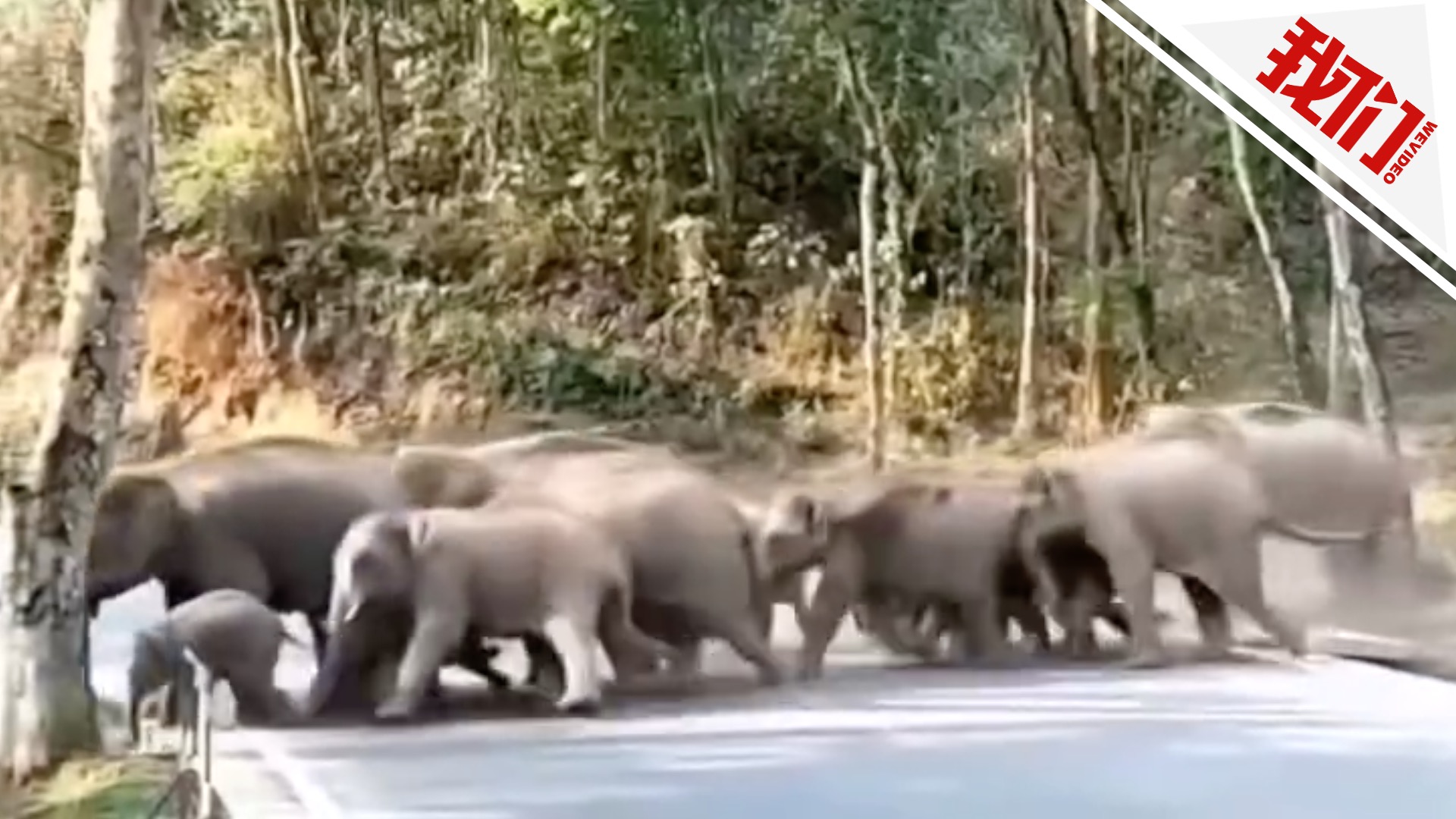 西双版纳4天3人遭野象攻击致死 人象冲突亟待