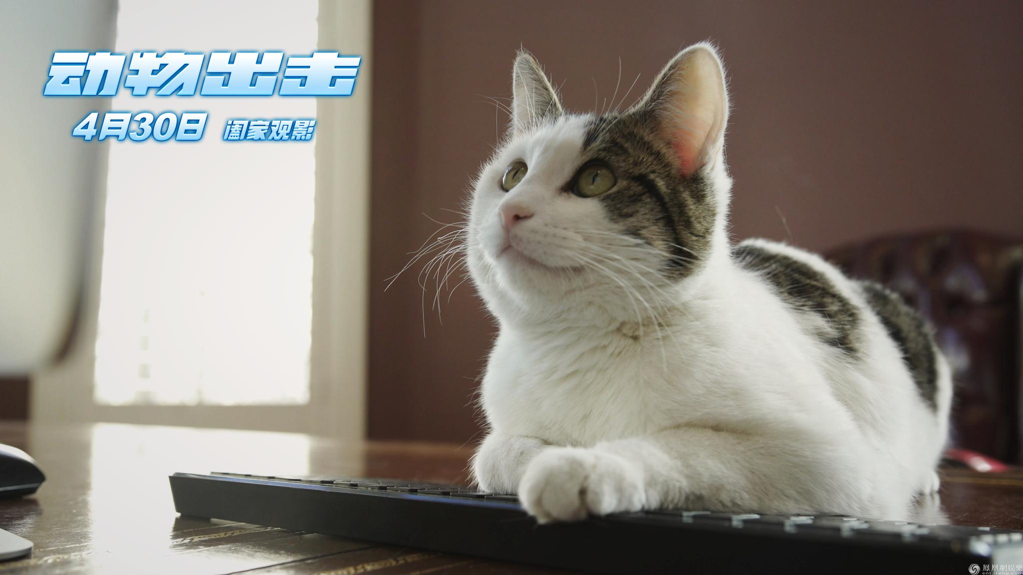 孩子们纷纷对《动物出击》表示"特别喜欢",被片中的灵缇队长布鲁斯,猫