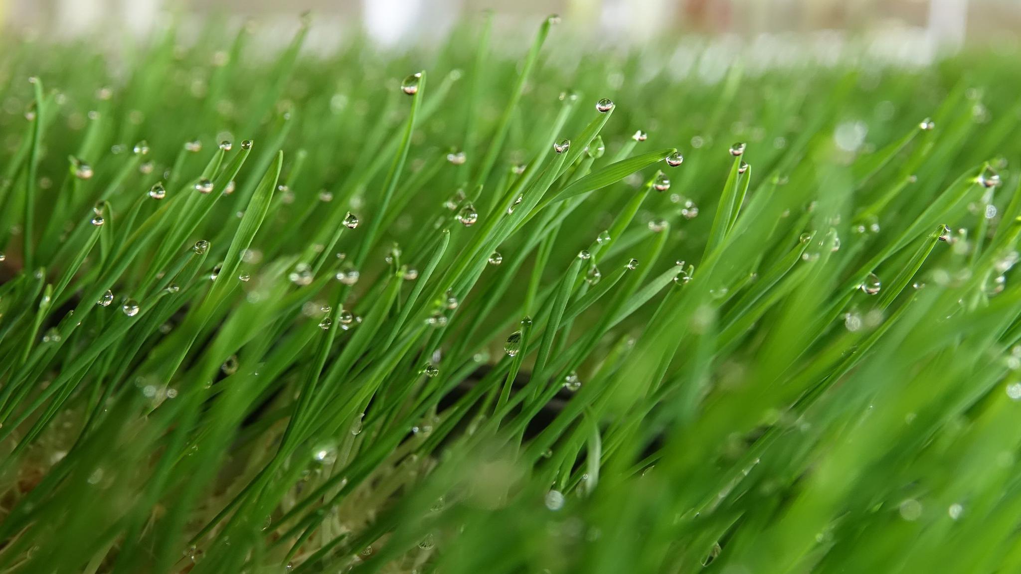 几乎每株小麦的叶尖都顶着一滴细小的水珠,在自然光的照射下,呈现出