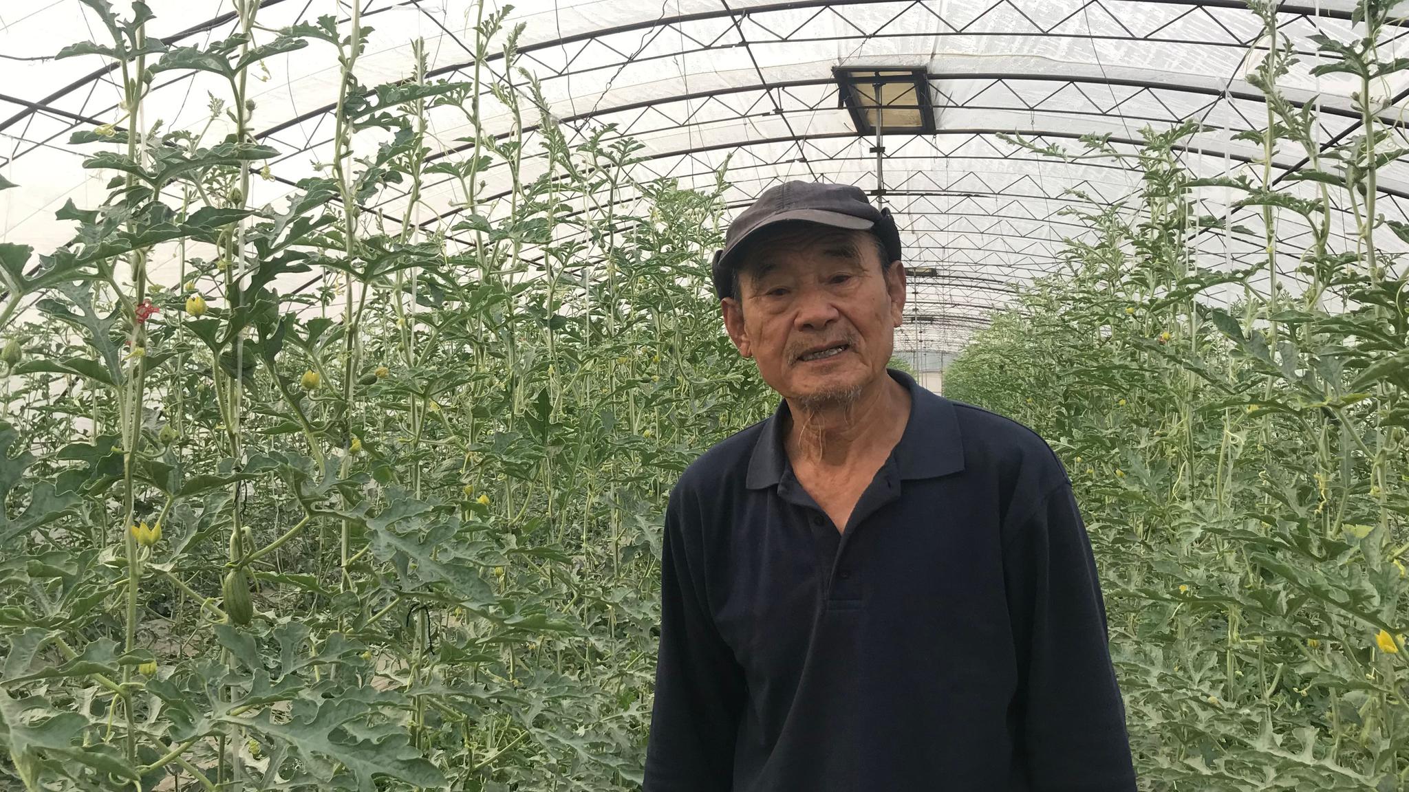 李傲)中国西瓜看北京,北京西瓜看庞各庄,到了庞各庄就不得不提老宋瓜