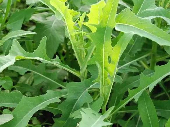 野菜|苦苦菜|凉拌_新浪新闻