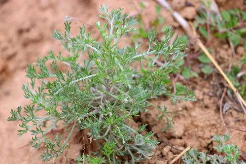 五一前河南这种野菜泛滥,大妈抢着采称:比肉有营养