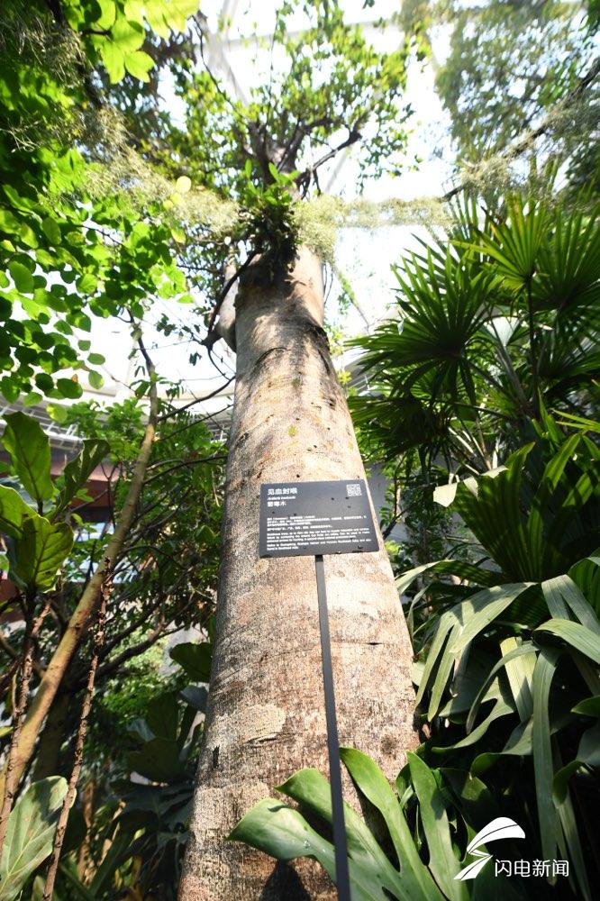 食人植物,箭毒木……世园会植物馆里的"奇花异草"来了解下