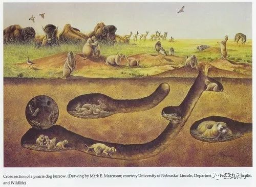 其实它可能正在骂你|土拨鼠|草原土拨鼠|尖叫_新浪新闻