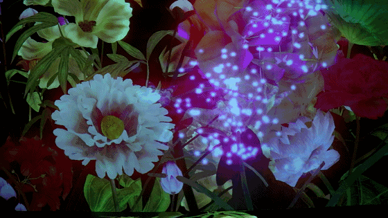 让观者在触碰花朵产生粒子流光,飞蝶,绽放和花瓣飘散等即时反馈特效