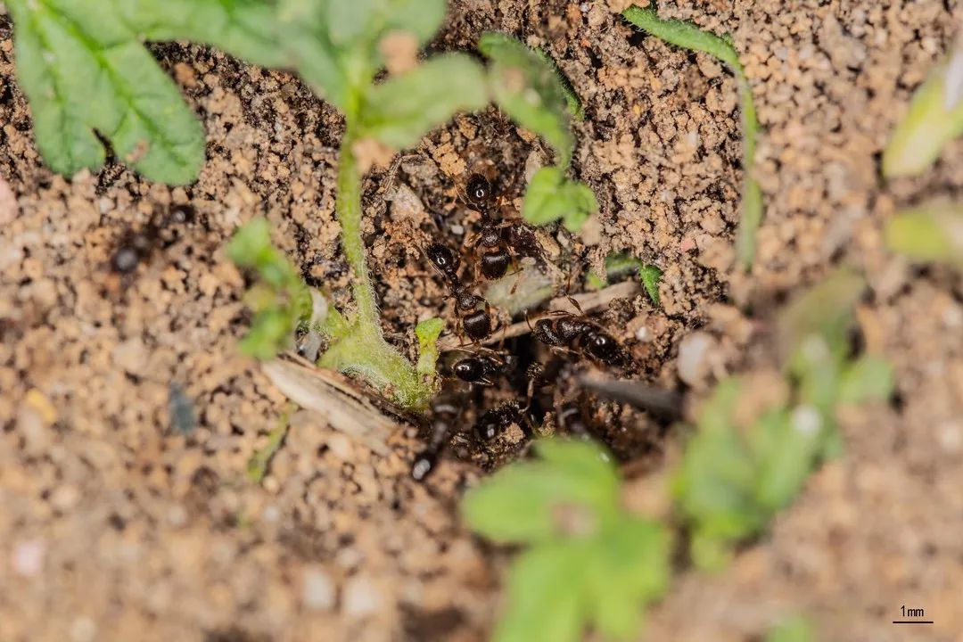 图片:冉浩草地铺道蚁在土中营巢,也喜欢在石块下,石隙里或砖缝中安家.