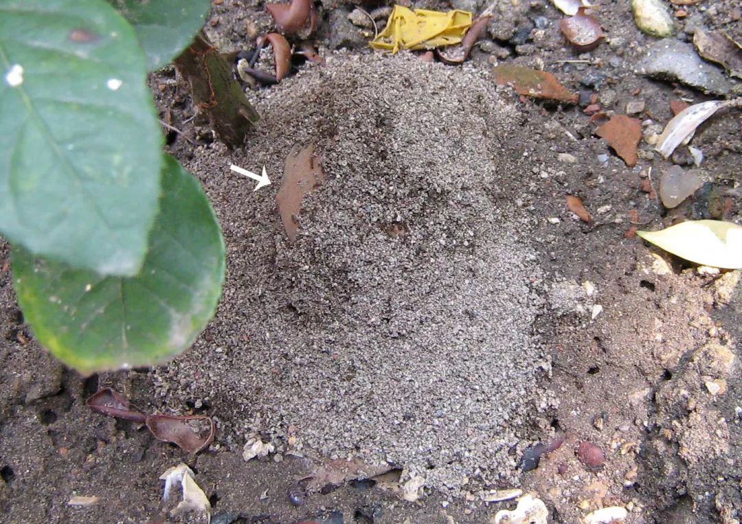 这只桃子几乎完全被草地铺道蚁掩埋起来了,只露出一角,其工作量不亚于