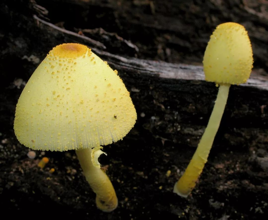 朽木上的野生蘑菇图片-千叶网
