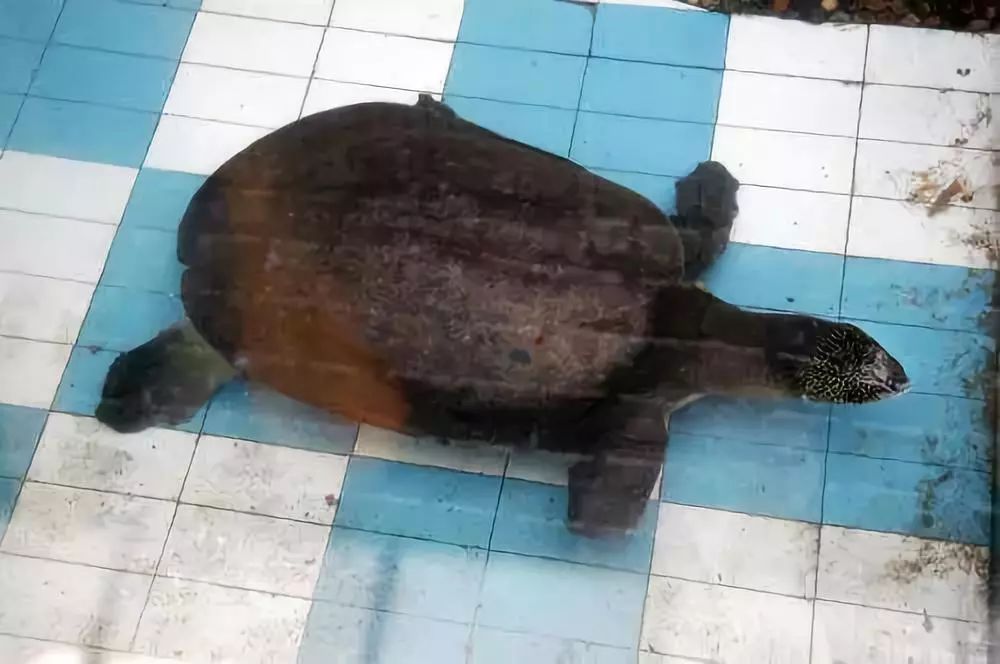 斑鳖|鼋|西游记_新浪新闻