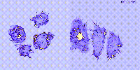 480_240gif 动态图 动图