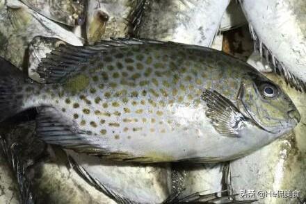 鬼婆鱼白鲳鱼刚打捞上来的各种生猛海鲜……现在,就来围观一下,最直接