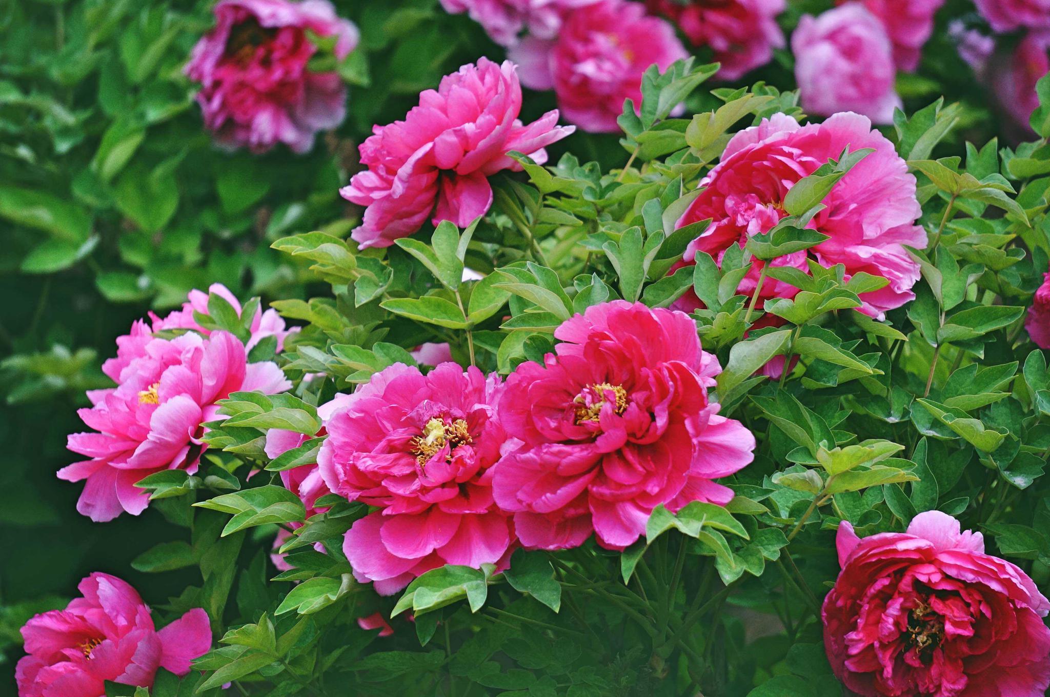 中国的"国花园",中国十大名花之一,花中之王牡丹的发祥地