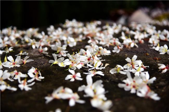 广东清远五月也飘雪满地桐花随风舞