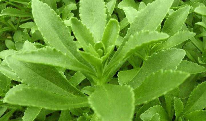 农村这种菜长得不起眼,却被称为"金不换"是70后常吃的主食