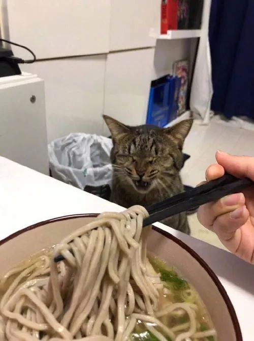 主人在吃面,猫看到后做了这么个表情,要被它的表情笑死了!