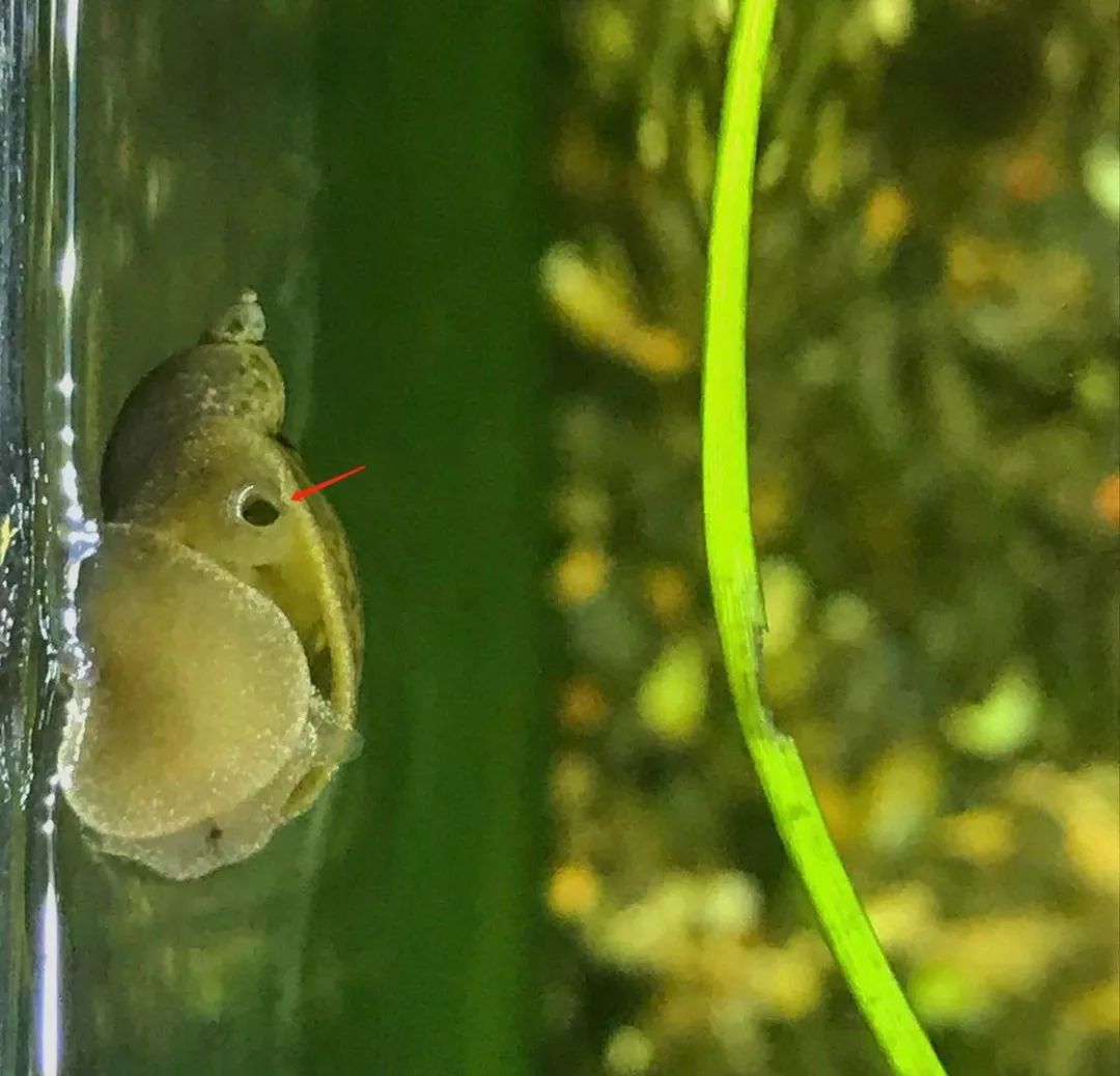 萝卜螺来到水面呼吸空气,箭头所示是换气口.