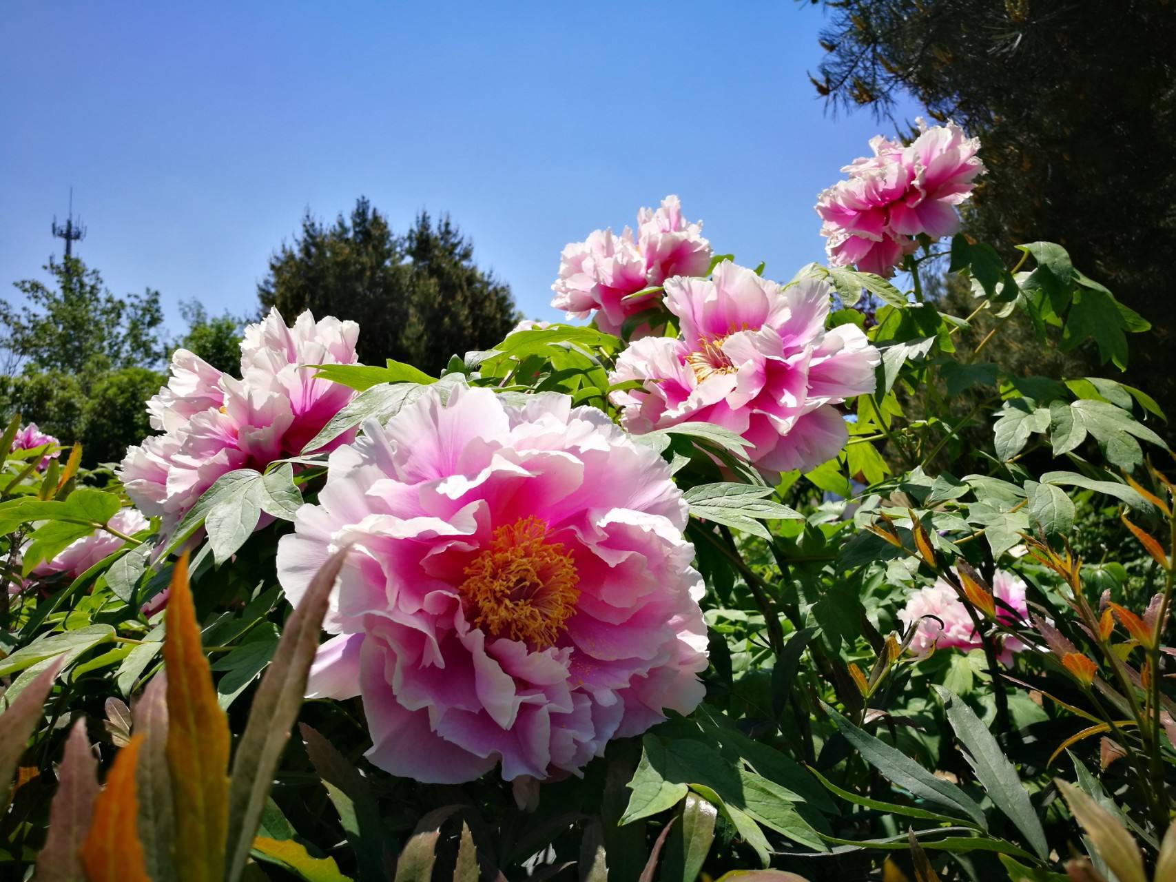 中国的"国花园",中国十大名花之一,花中之王牡丹的发祥地