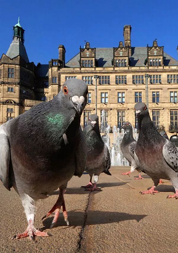 真正的大鸽大,一只就抵北上深一套房|赛鸽|鸽子|信鸽_新浪新闻
