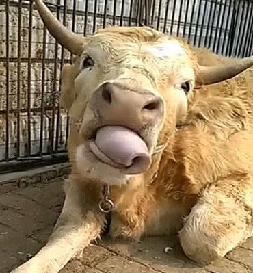 老汉家养的一只黄牛,因这个特殊技能走红,吸引很多人慕名参观