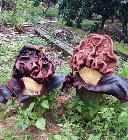 西双版纳尸花绽放《鬼吹灯》中"尸香魔芋"诱惑游客争相闻臭