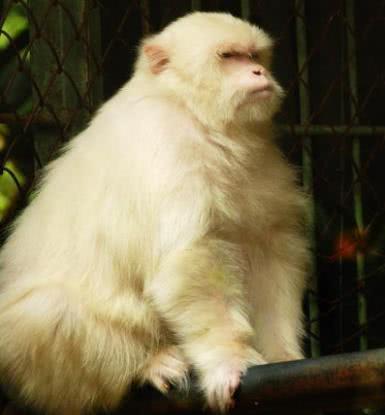 蜀汉名将拉弓射白猿,一箭射出白猿没死,不禁感叹:它不死我死!