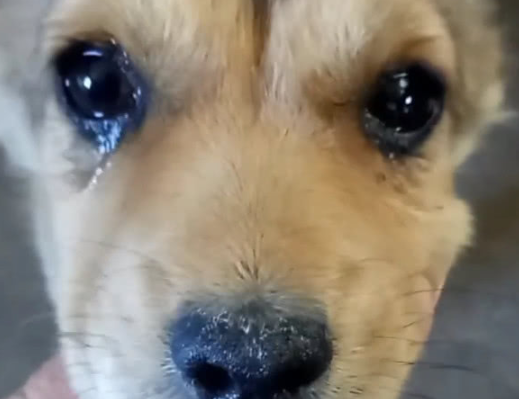 小流浪狗被收养后,眼泪汪汪的样子戳人心窝,好想抱抱它!