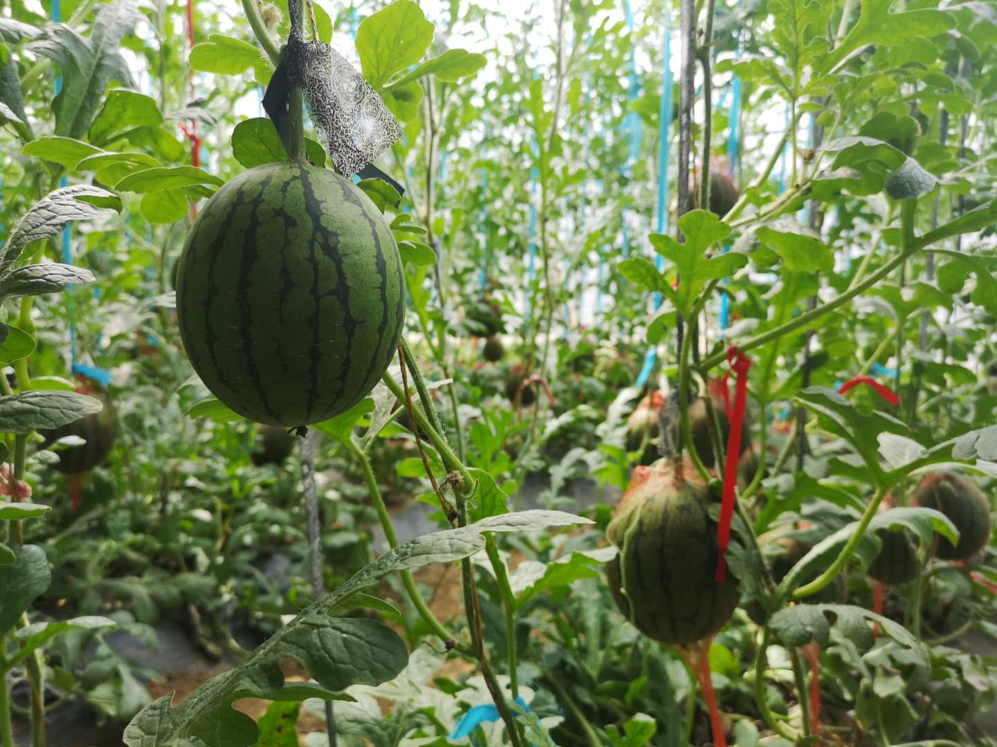 平谷西柏店"京秀"小西瓜,走红"五一"假期