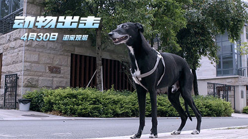 看这部诚意满满的《动物出击》