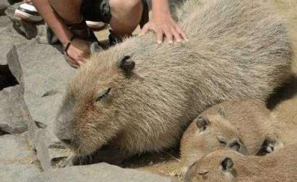 街边躺只巨大"老鼠"一动不动, 路人都停下来忍不住摸摸