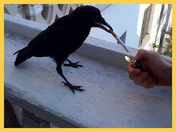 乌鸦你咋这么贱