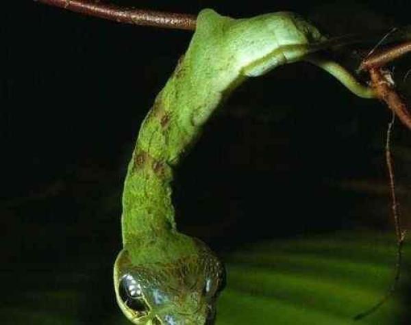 壮起胆子走上前,捡起树枝轻轻的碰了一下,结果它竟然像虫子一样爬走