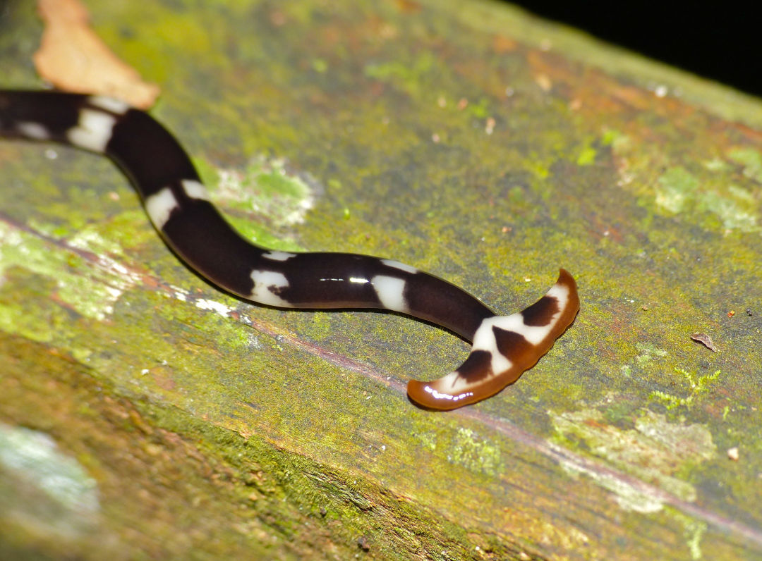 图片:bernard dupont / flickr笄蛭涡虫和其他一些陆生涡虫,看起来就