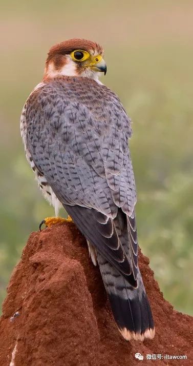 红头林鹧鸪红隼红喉山鹧鸪红冠蕉鹃红翅绿鸠黑隼黑红阔嘴鸟黑腹军舰鸟