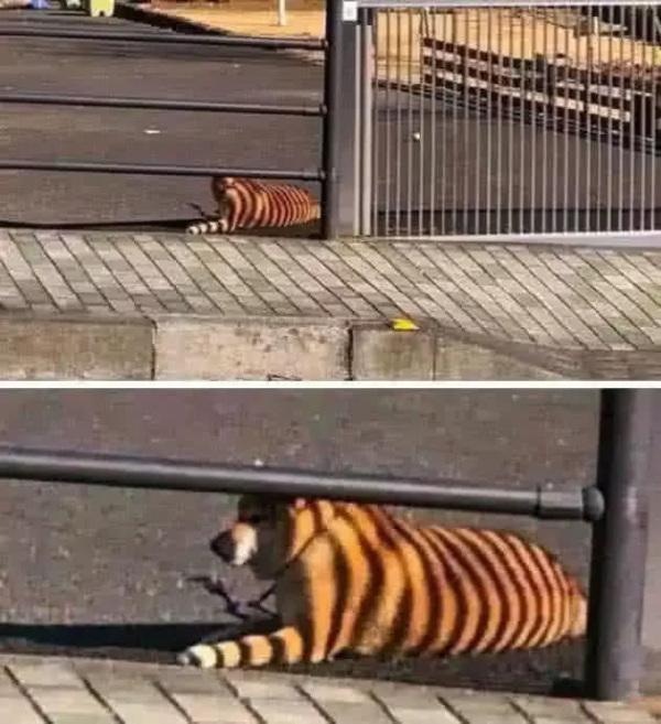 5张让你产生幻觉的错觉图:图三美女在笑?网友:我瞎了,惊呆了