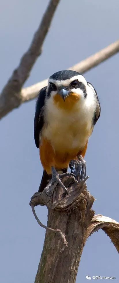 红腿鸬鹚红头隼红头林鹧鸪红隼红喉山鹧鸪红冠蕉鹃红翅绿鸠黑隼黑红