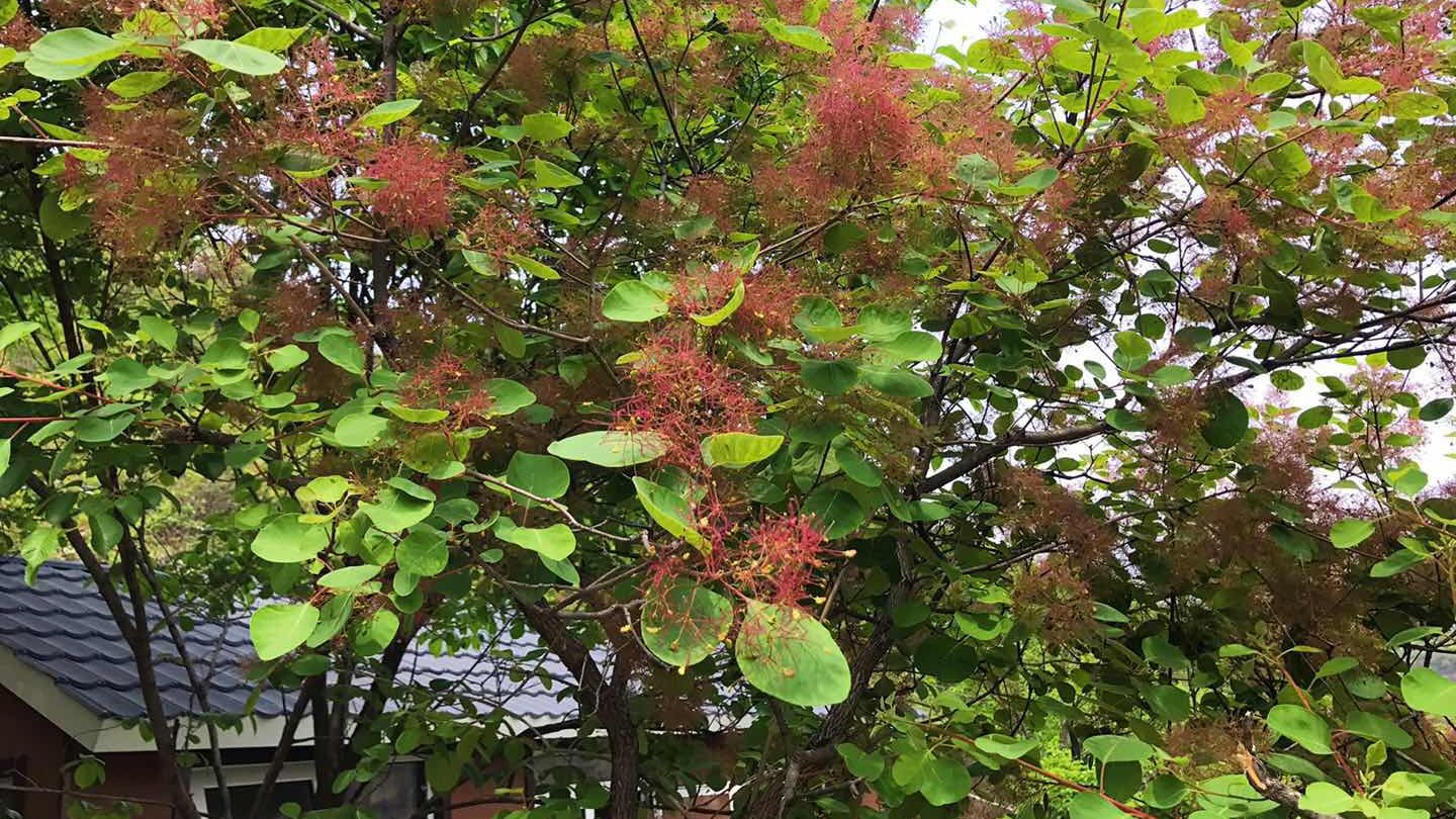 坡峰岭两千亩黄栌花开 现在正是赏花时|黄栌|峰岭|花开_新浪新闻