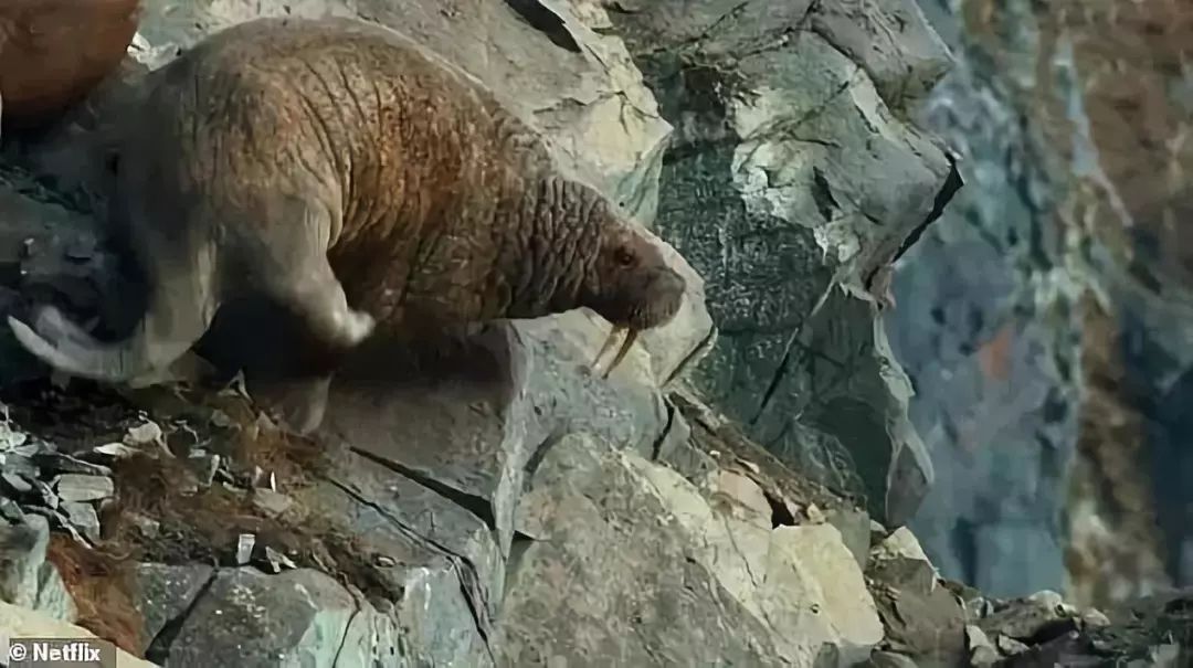 触目惊心海象集体坠崖而亡bbc又出98分人类作死记