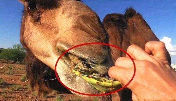 骆驼吃仙人掌,一口一个咬得直响,仙人掌上面的刺不觉得扎人吗?