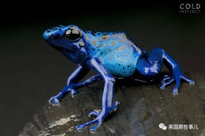 他花27年拍冷血动物…最危险的杀手却有着最绚丽夺目的色彩