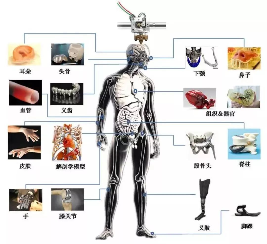 水凝胶3d打印会呼吸的肺登上science封面复杂活体器官移植不再遥远