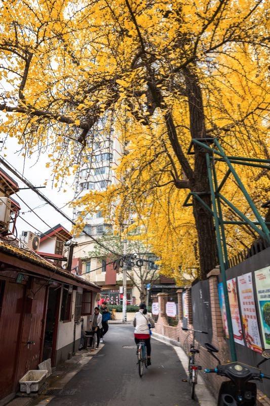 城市更新之中,王一亭旧居"梓园"的过去和今夕