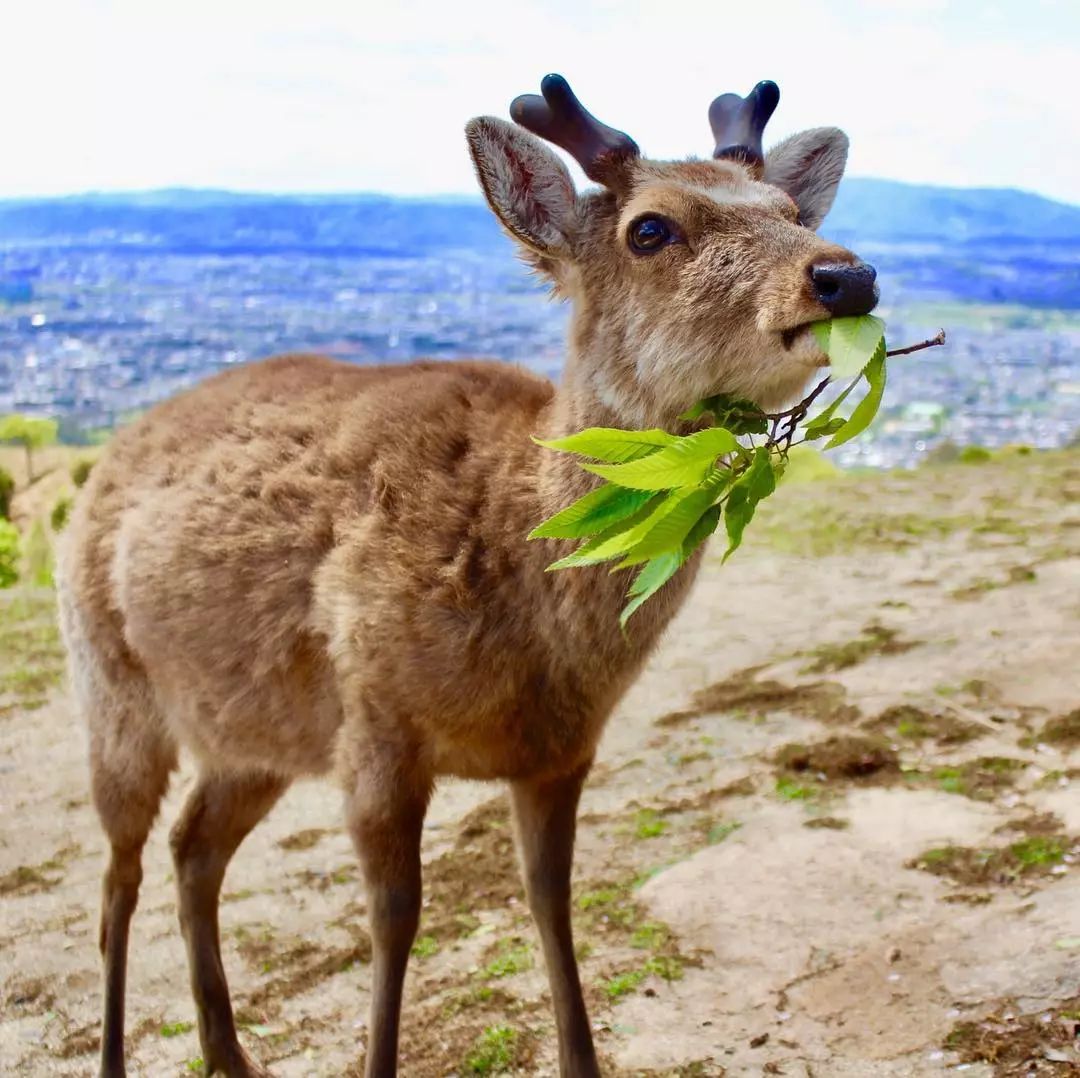 日本黄金周各大景区游客爆满,奈良小鹿被狂喂煎饼撑到怀疑鹿生!