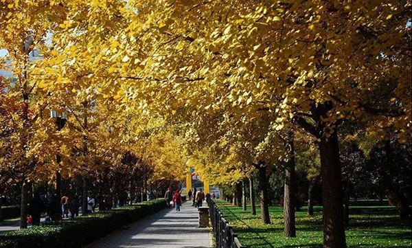 　　秋天地坛公园的银杏树