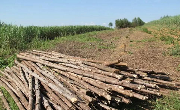 　广西上林县的清桉行动中，村民种植在耕地里的桉树被砍下。因为未成林，细细的桉树干卖不上好价钱。《南方周末》 图