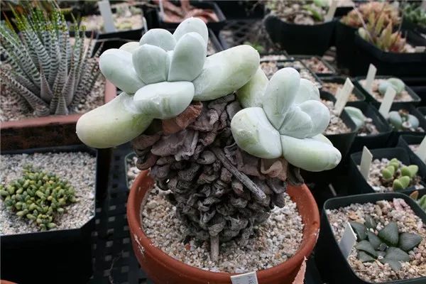 365种多肉图谱啥肉都能叫上名不再脸盲