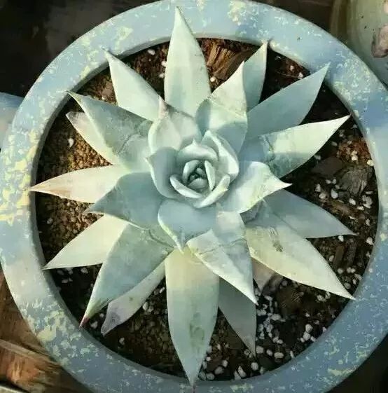 365种多肉图谱啥肉都能叫上名不再脸盲